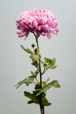 beautiful blooming pink flower. High quality photoの写真素材