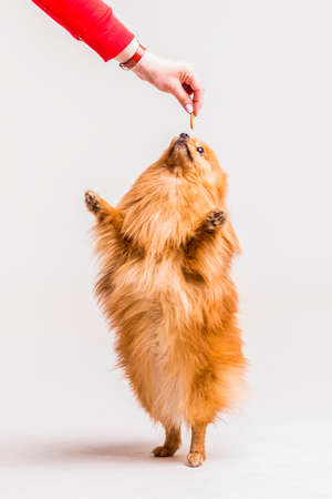 female s hand feeding food spitz standing its hind legs. High quality photoの写真素材