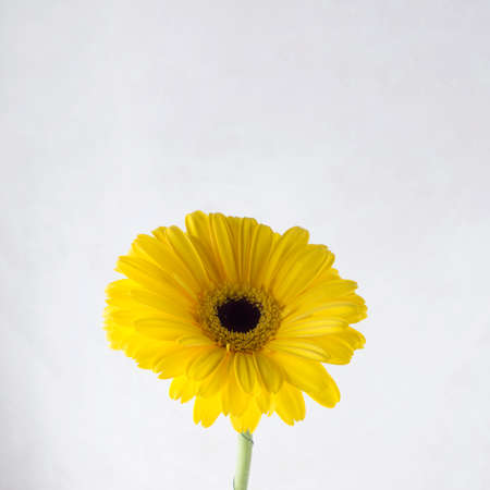 yellow gerbera grey background. High quality photoの写真素材