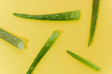 aloe vera yellow background. High quality photoの写真素材