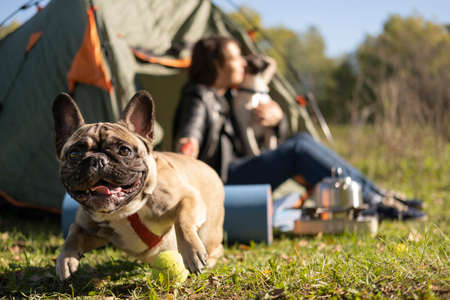 happy cute dog playing outdoors. High quality photoの写真素材