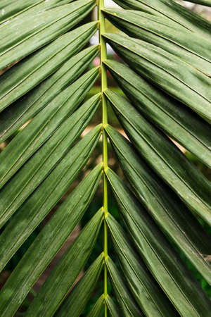 green exotic leaves close up. High quality photoの写真素材