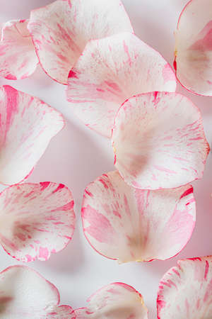 top view rose petals background. High resolution photoの写真素材