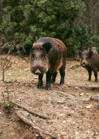wild boars nature 1. High resolution photoの写真素材