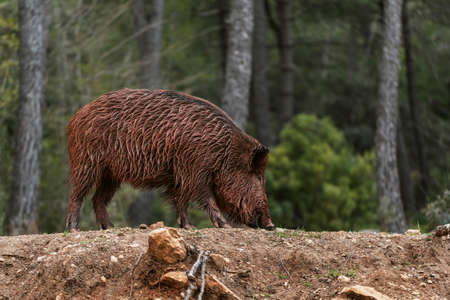 wild boars nature. High resolution photoの写真素材