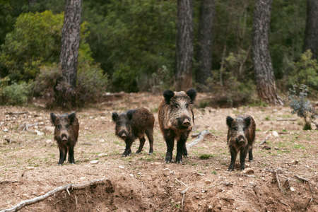 wild boars nature (3). High resolution photoの写真素材