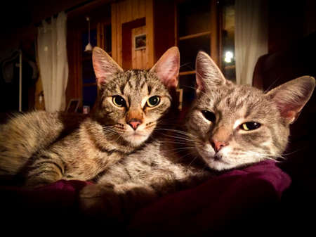 Two cats cuddling hugging Tabby cat Grey Cozy at homeの写真素材