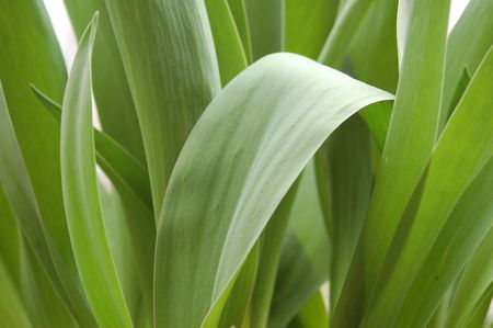 tulip leavesの写真素材