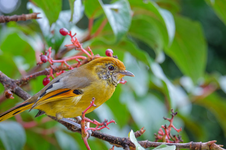 Beautiful bird, Bar-throated minla, Chestnut-tailed minla (Minla strigula) in nature of Thailand.