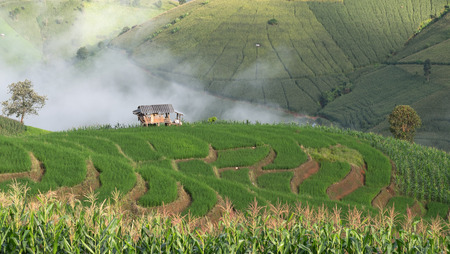 Rice terraces in rice fields on mountain. Green rice fields in Chiang mai, Thailand.のeditorial素材