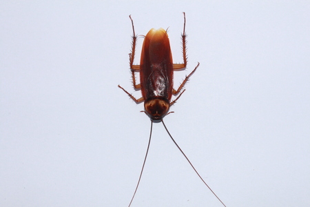 Dead cockroaches white background