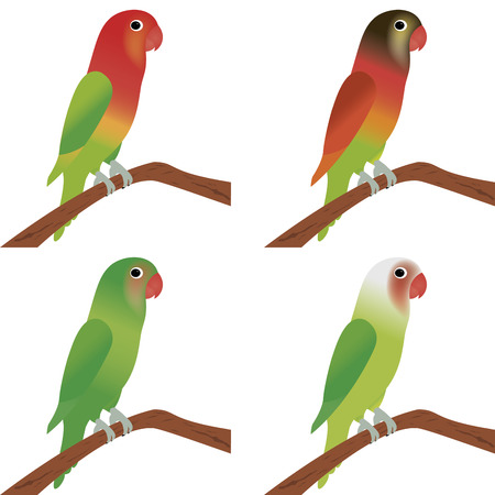 abstract different cute parrots on a white backgroundのイラスト素材