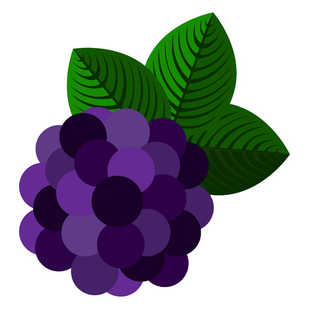 Isolated grapes on a white background, Vector illustrationのイラスト素材