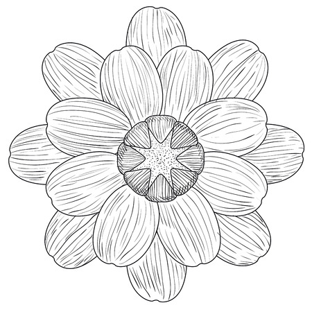 Isolated sketch of a flower, Vector illustrationのイラスト素材