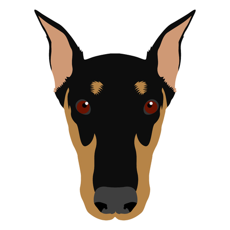 Isolated doberman pinscher face icon on a white background, vector illustrationのイラスト素材