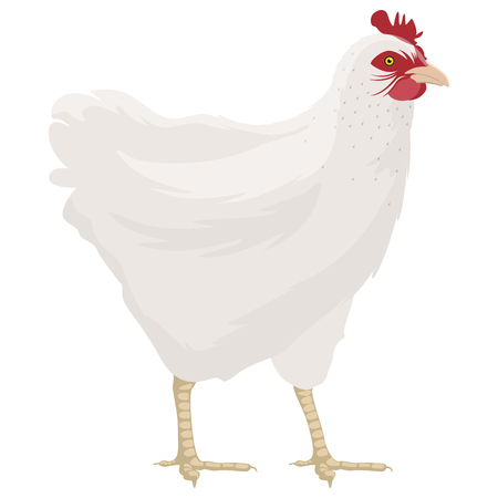 Isolated cute rooster. Farm animal. Vector illustration designのイラスト素材