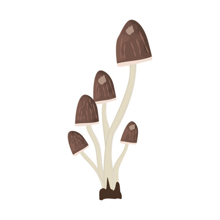 Colored realistic mushroom Vectorのイラスト素材