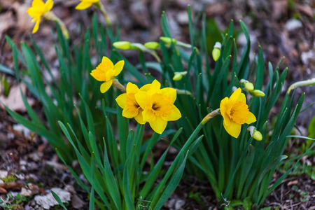 Yellow Daffodilsの写真素材