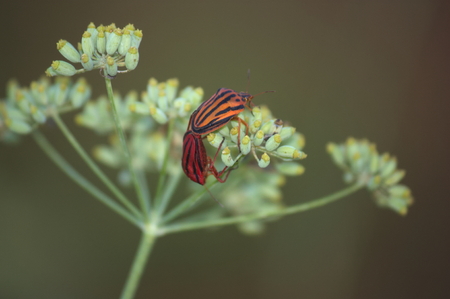Two field bugs of the Graphosoma lineatum type mating on the top of a wild fennel flowerの写真素材