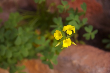 Oxalis close-up, a perennial herbaceous plant, where three yellow flowers of this type of clover stand outの写真素材