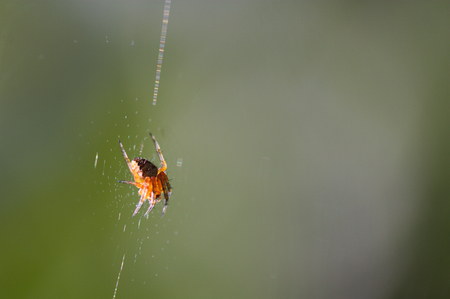 Spider of the type Araneidae in its spider web with a nice green defocused backgroundの写真素材