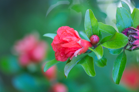Close-up of several flowers and buds of the pomegranate on the tree with green defocused backgroundの写真素材