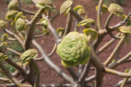 Group of branch of verodes (Kleinia neriifolia) growing in the volcanic land of Tenerife, in the Canary Islands, Spainの写真素材