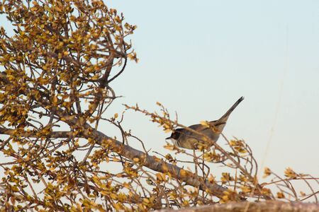 A bird of the Sylvia melanocephala (sardinian warbler) type on some branches of a thicket scanning...