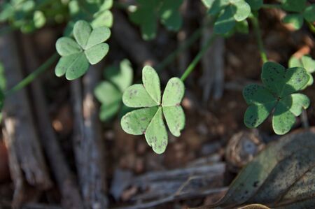 Close-up of three clovers growing in autumn on the soil of the crop fieldの写真素材
