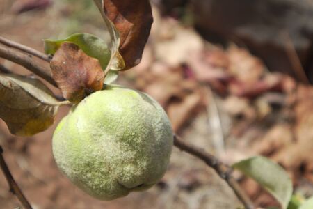 Close-up of a quince fruit from Portugal with space to the right of the image to add text or graphics, copy spaceの写真素材