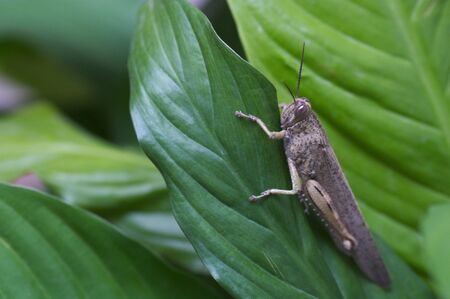 Eyprepocnemis plorans (weeping grasshopper): A striped-eyed grasshopper on a green and broad-leaved garden plantの写真素材
