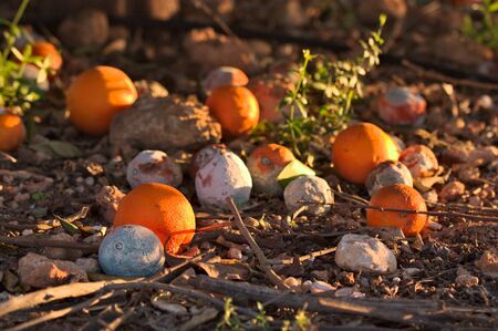 Some oranges fallen under the orangery, some are rotten others retain their orange color, when they...