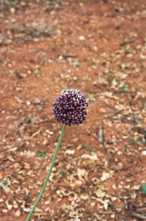 Closeup of the head of a wild garlic whose flower is purple with earth colored background