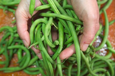 A woman's hands hold a few raw green beans, separating them from others seen in the background