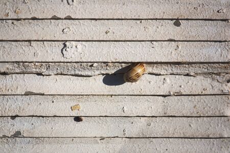 A snail isolated on a surface of horizontal lines and illuminated by the lateral sun