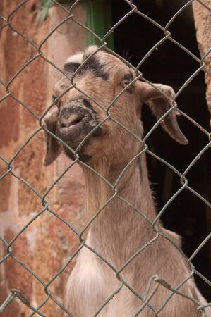 A goat looks at the camera from behind the fence that separates it from the animal of freedomの写真素材