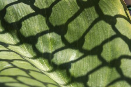 Close-up of a green leaf of a plant on which the shadow of a nearby fence is seen