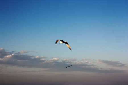 Two isolated seagulls in flight over a blue sky with some clouds on a summer afternoon near the coastの写真素材