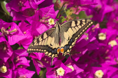 A macaon-type butterfly, Papilio machaon, foraging for nectar among the flowers of a purple-flowered boungavilleaのeditorial素材