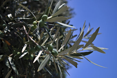 Olive branch with some green unripe olives in early summer and a clear blue sky as a backgroundのeditorial素材