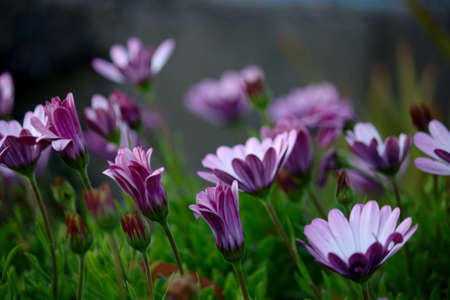 Side view of a bush of purple daisies (Dimorphotheca ecklonis) or cape marguerite showing the flower...