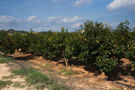Cultivated field of persimmon trees full of fruits ripening in early autumn. Image with copy space