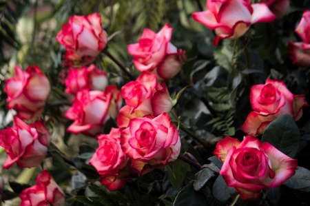 A bouquet of pink and white roses to celebrate or commemorate an important moment in lifeの写真素材