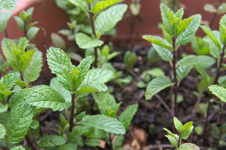 Closeup of some of the stems of a peppermint (Mentha spicata) plant planted in a pot