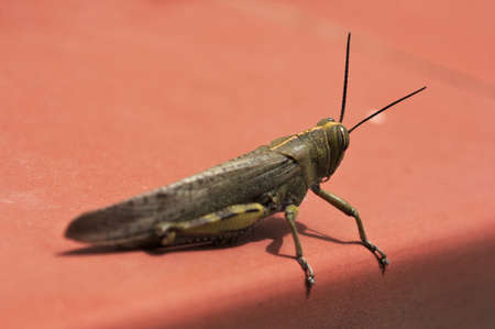 Close-up image showing the lateral thorax of the body of a grasshopper (Caelifera) on a brown tile