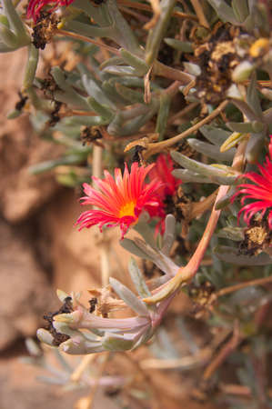 Vertical image of a branch of an invasive succulent plant such as cat's claw or Carpobrotus acinaciformis with red flowersの写真素材