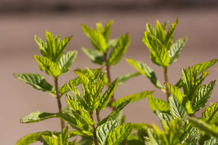 Closeup the top of some branches of a spearmint or mint plant with brown background
