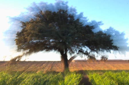 A zooming image of a century old oak tree in a dry field during a summer dayの写真素材