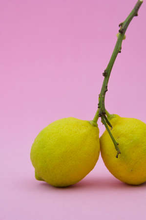 A couple of lemons joined by the branch of the lemon tree on a pink background and copy space