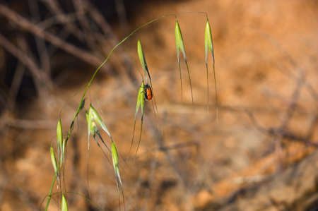 Image of a six-point beetle of the genus Lachnaia that is on a wild plant with a neutral background